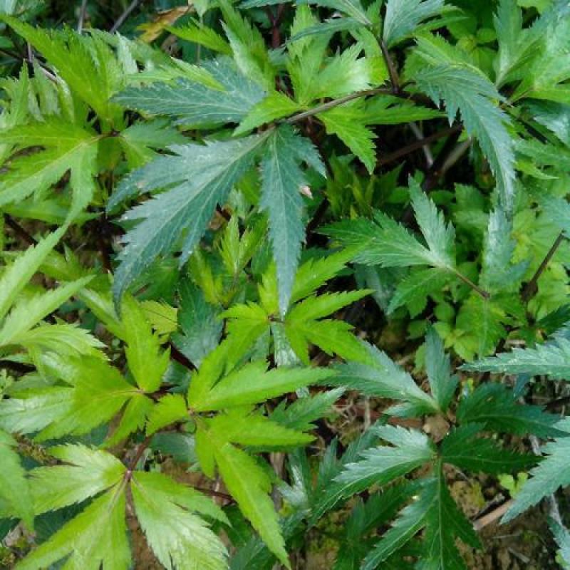 【当归种子】高产中草药材种野生干归籽易种养生保健蔬菜