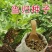 【当归种子】高产中草药材种野生干归籽易种养生保健蔬菜