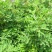 【当归种子】高产中草药材种野生干归籽易种养生保健蔬菜