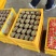 徐香猕猴桃！甜度适中！甜度可达16.3个糖度！上等猕猴桃