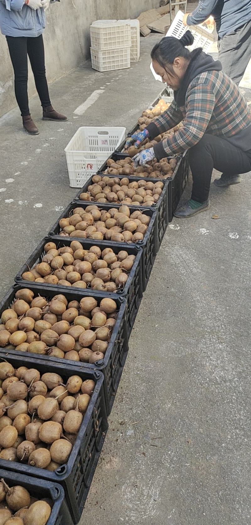 徐香猕猴桃！甜度适中！甜度可达16.3个糖度！上等猕猴桃