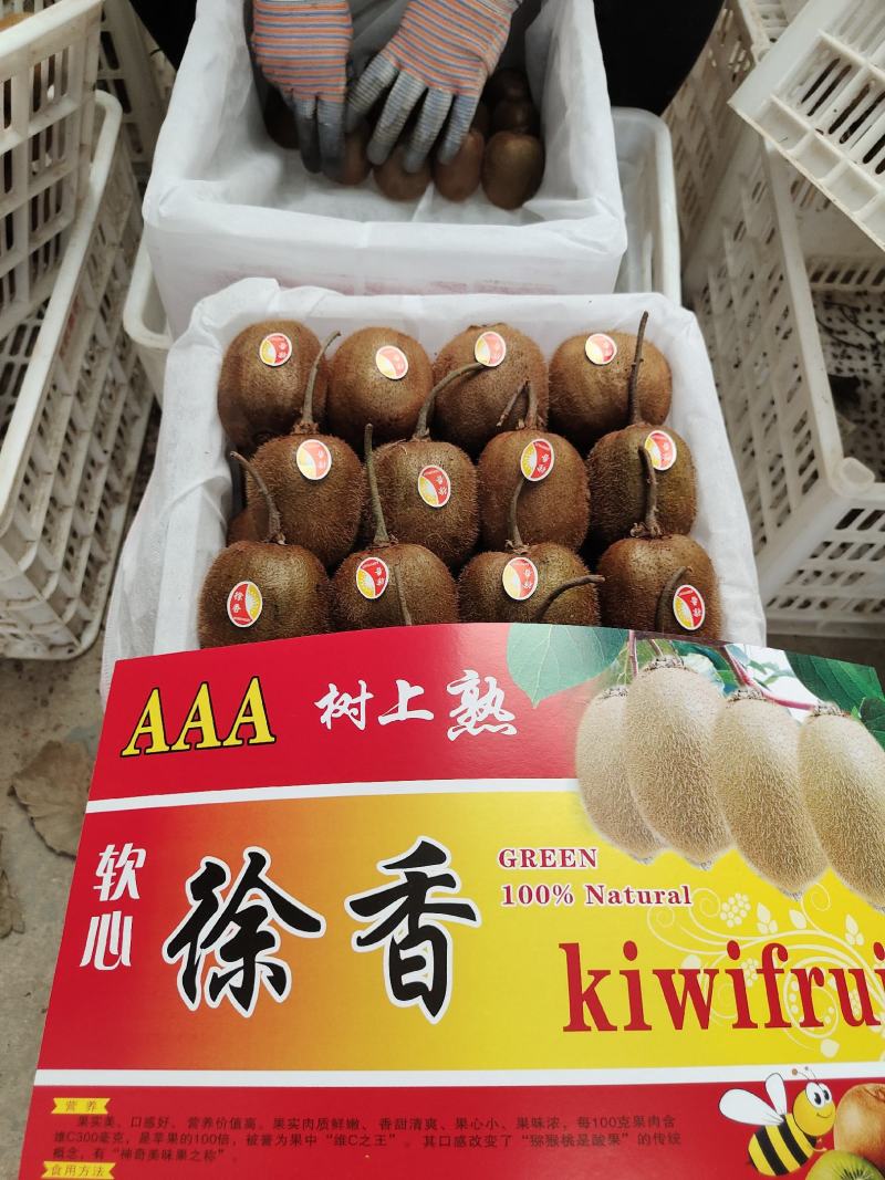 徐香猕猴桃！甜度适中！甜度可达16.3个糖度！上等猕猴桃