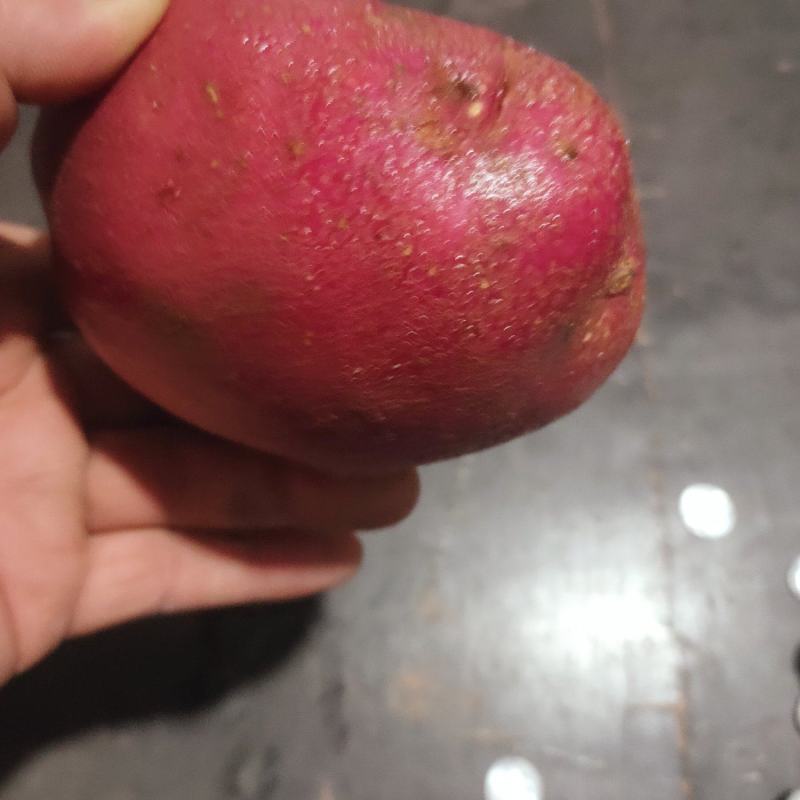 红皮土豆红皮黄心