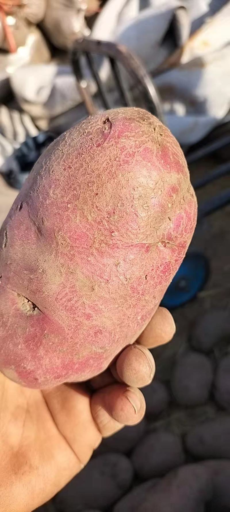 红皮土豆红皮黄心