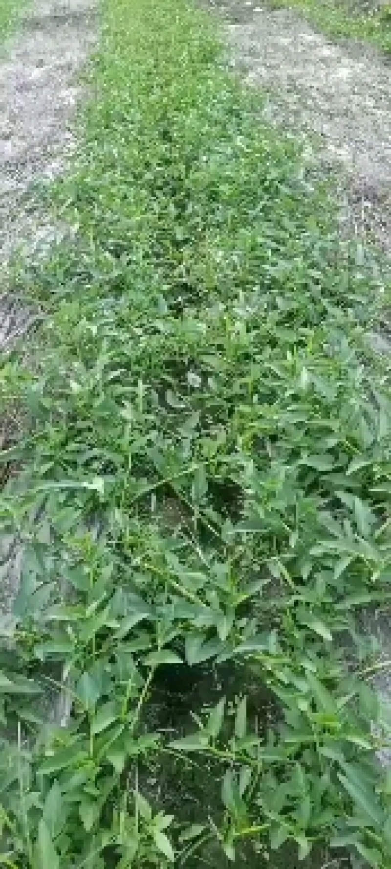空心菜种藤，产地直供，自产自销