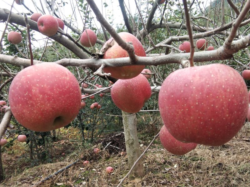 红富士，一手货源产地直销价格美丽