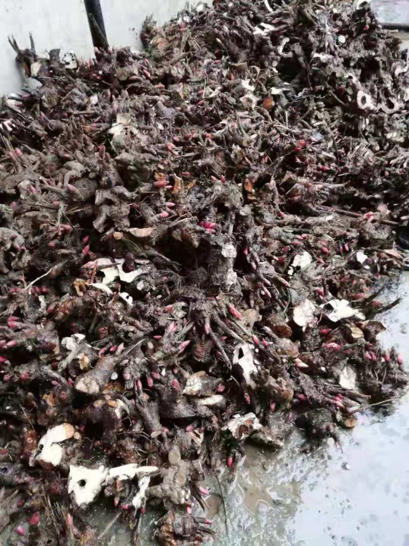 精品白芍芽头，包成活，免费技术指导