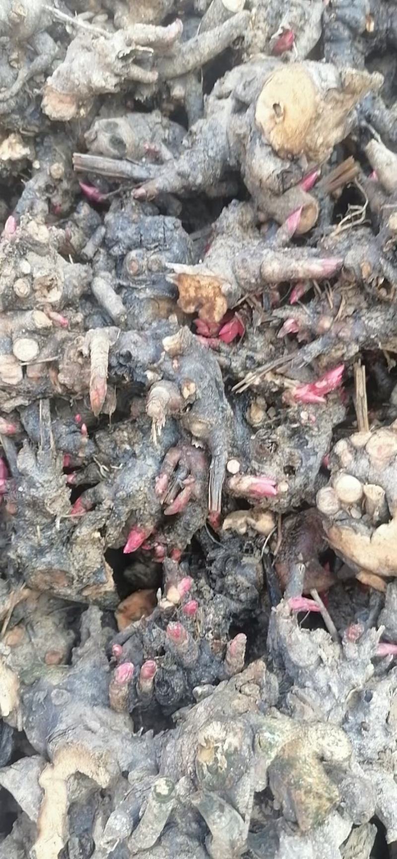 精品白芍芽头，包成活，免费技术指导