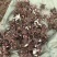 精品白芍芽头，包成活，免费技术指导