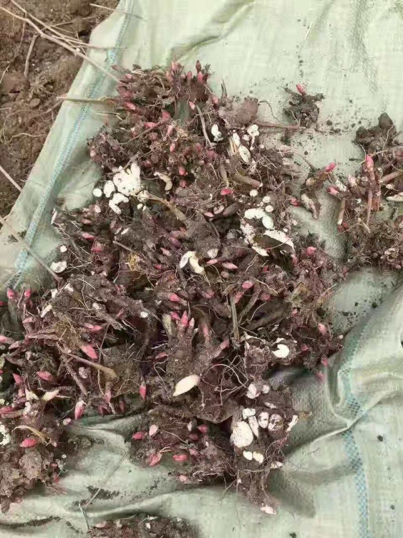 精品白芍芽头，包成活，免费技术指导