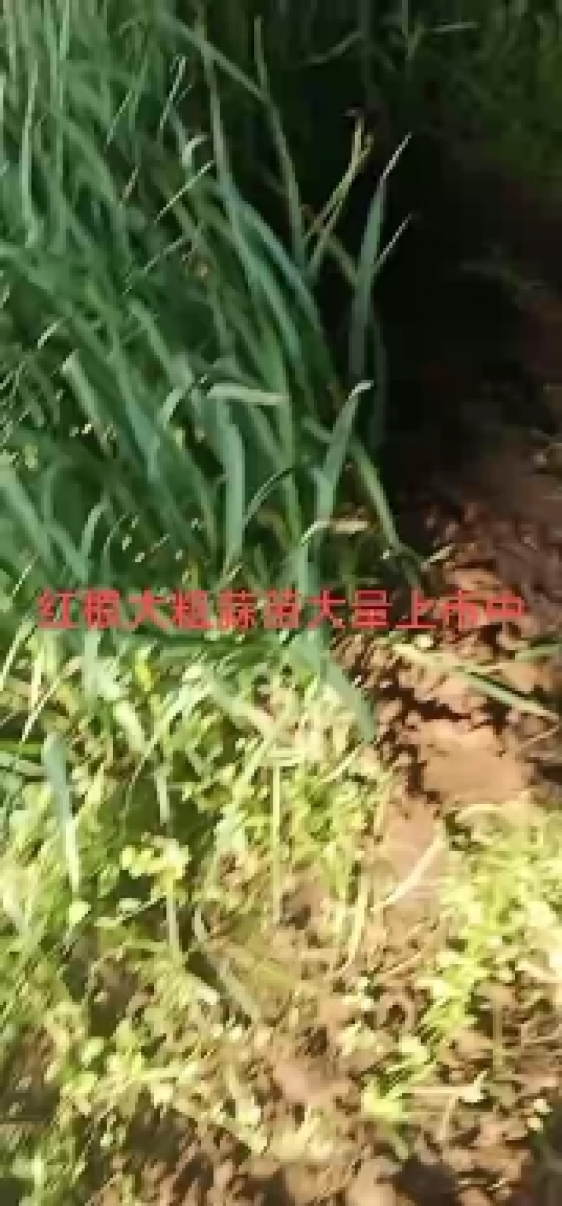 蒜苗山东红根蒜苗大量上市保质保量合作共赢诚信做事产地直发
