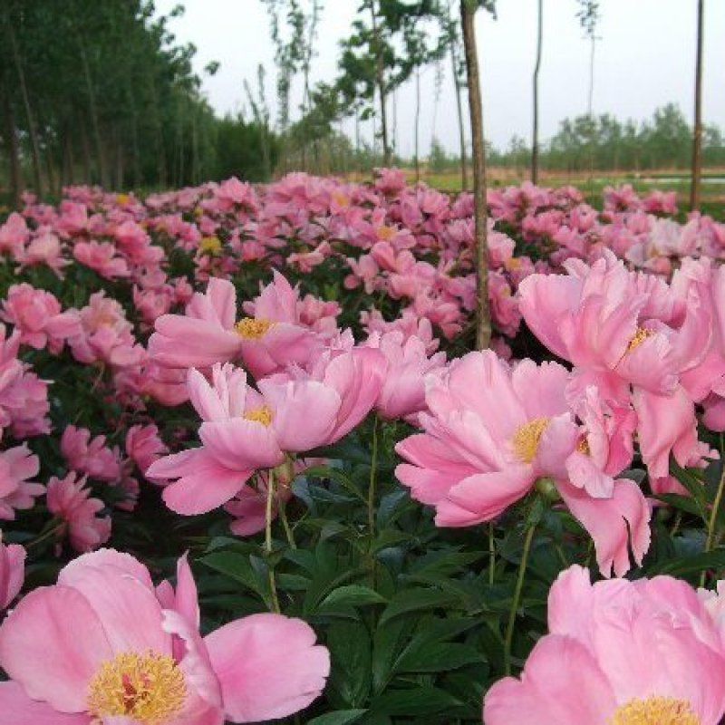 精品白芍芽头，包成活，免费技术指导