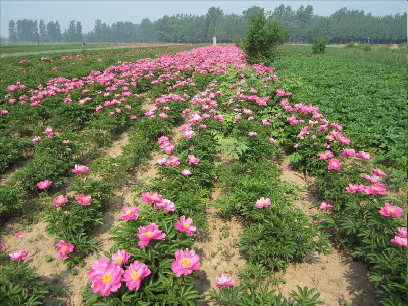 精品白芍芽头，包成活，免费技术指导