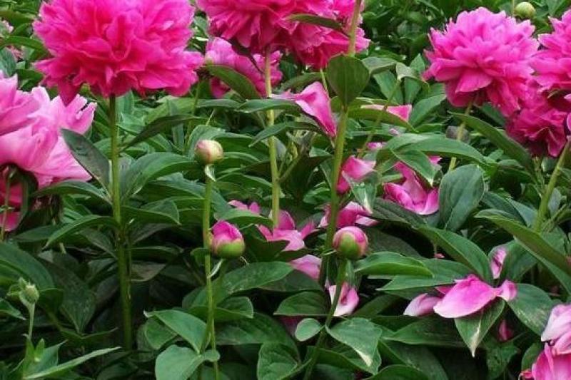 精品白芍芽头，包成活，免费技术指导