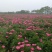 精品白芍芽头，包成活，免费技术指导