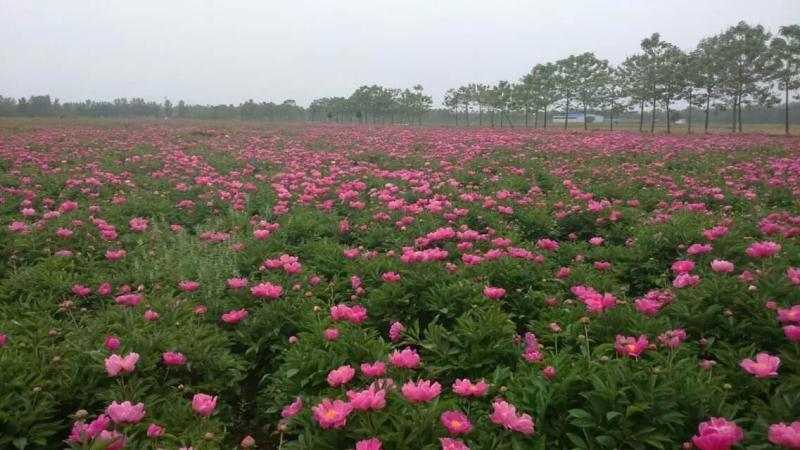 精品白芍芽头，包成活，免费技术指导