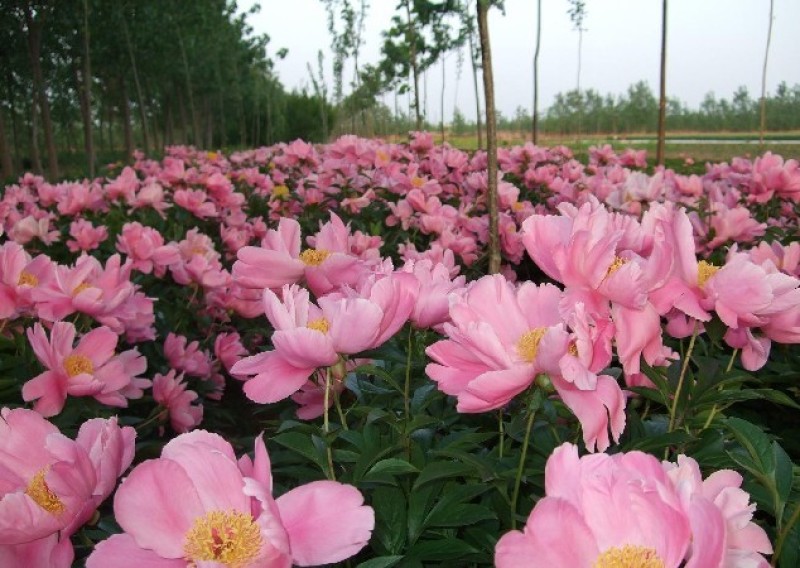 精品白芍芽头，包成活，免费技术指导