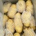 山东冷库黄心土豆V7土豆荷兰十五沃土豆大量出库全国发货