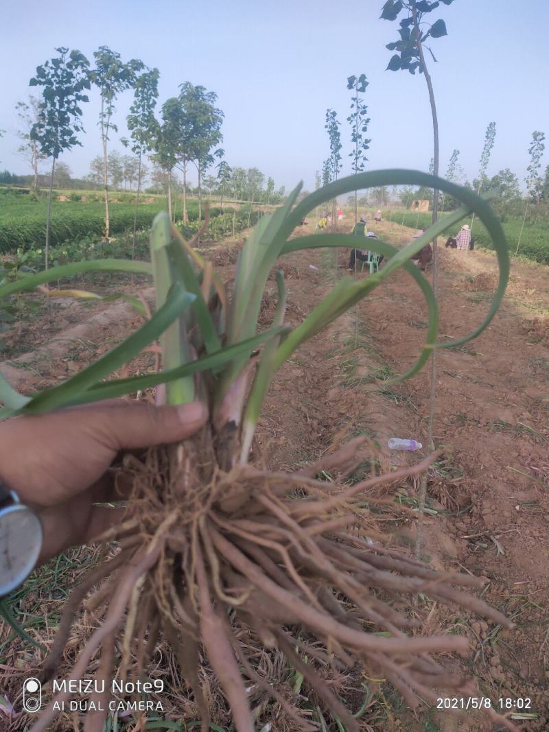 【有好货】黄花菜苗金针菜苗萱草苗现挖现发（不包邮）