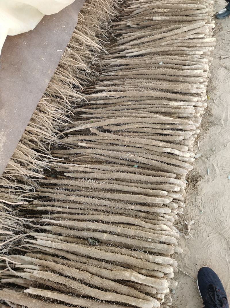 【小白嘴山药】优质供货，营养价值高可对接商超，市场，电商