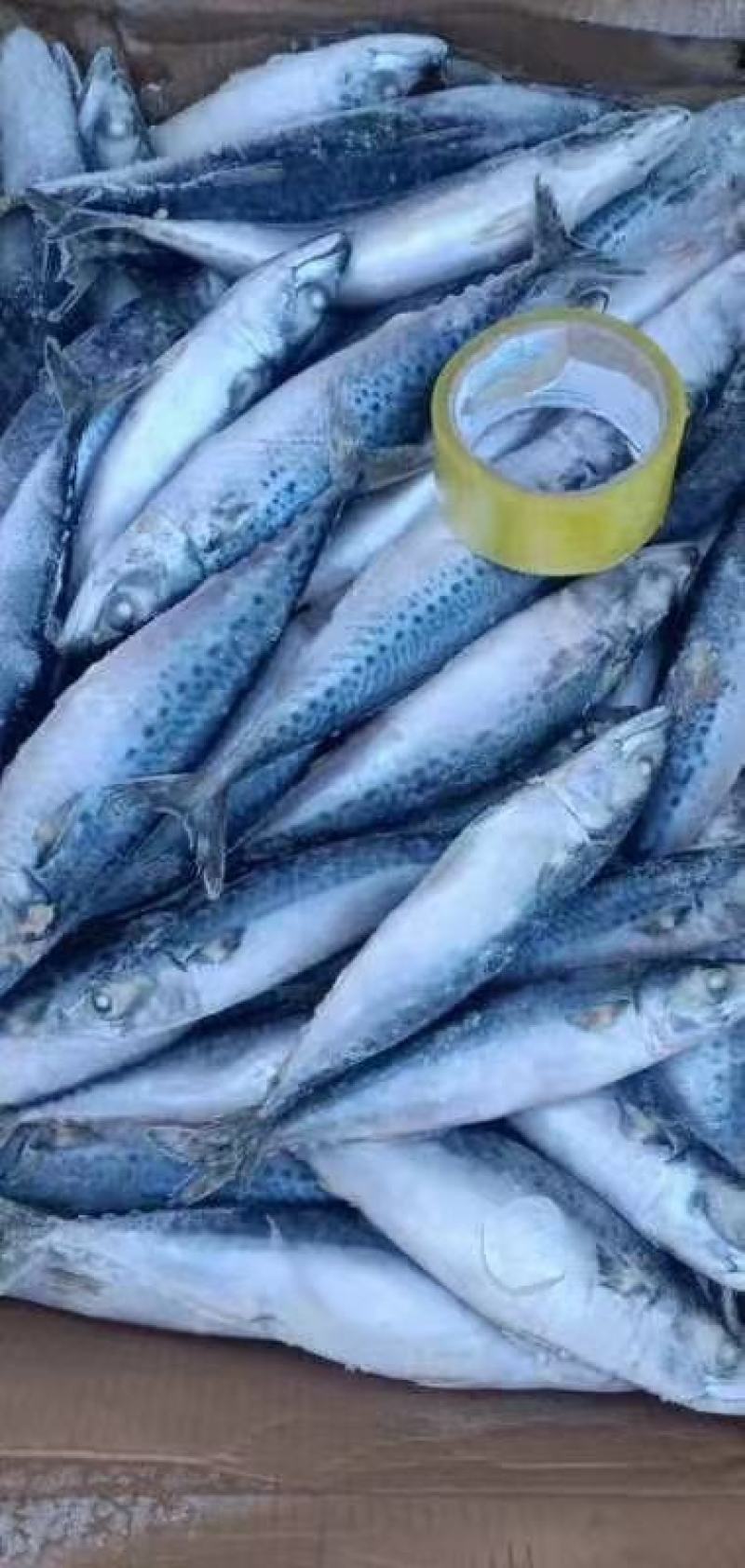 鲐鲅鱼25斤，经济实惠好吃不贵，适合大众消费水平，