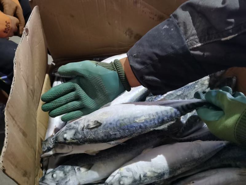鲐鲅鱼25斤，经济实惠好吃不贵，适合大众消费水平，