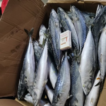 鲐鲅鱼25斤，经济实惠好吃不贵，适合大众消费水平，
