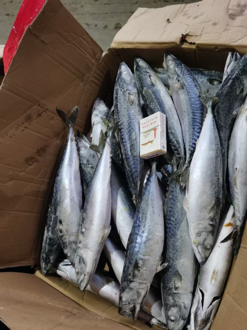鲐鲅鱼25斤，经济实惠好吃不贵，适合大众消费水平，