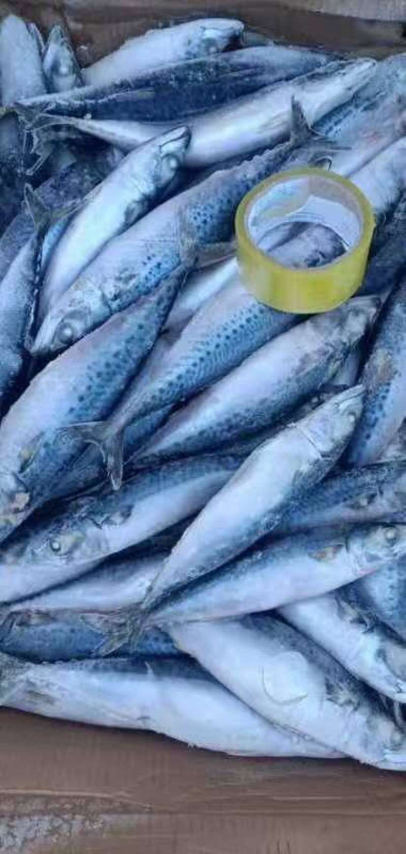 鲐鲅鱼25斤，经济实惠好吃不贵，适合大众消费水平，