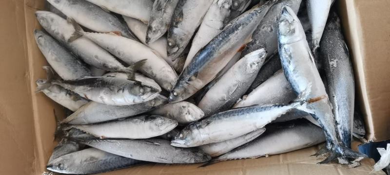 鲐鲅鱼25斤，经济实惠好吃不贵，适合大众消费水平，