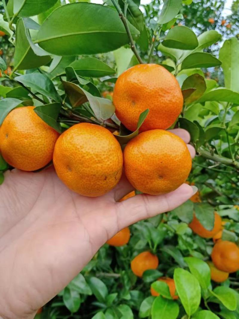 广西象州砂糖橘大量上市欢迎来合作