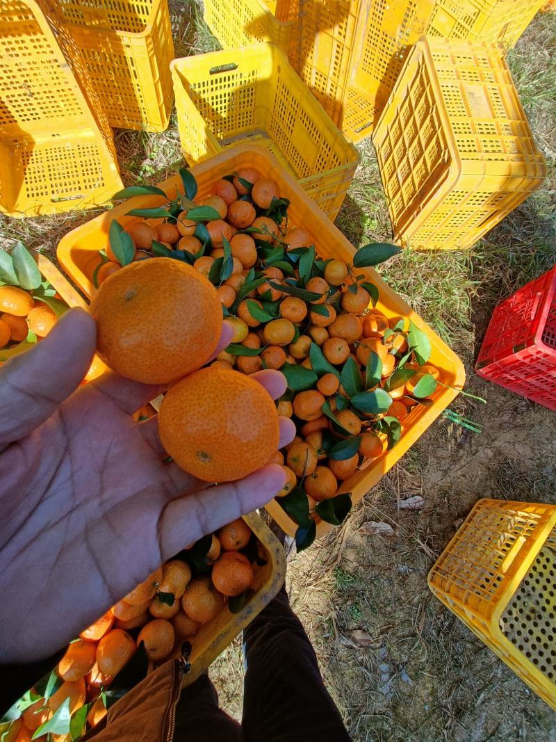 广西象州砂糖橘大量上市欢迎来合作