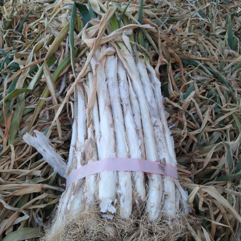 长白大葱万荣县的优质长白大葱大量供应需要的速度联系我