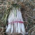 长白大葱万荣县的优质长白大葱大量供应需要的速度联系我