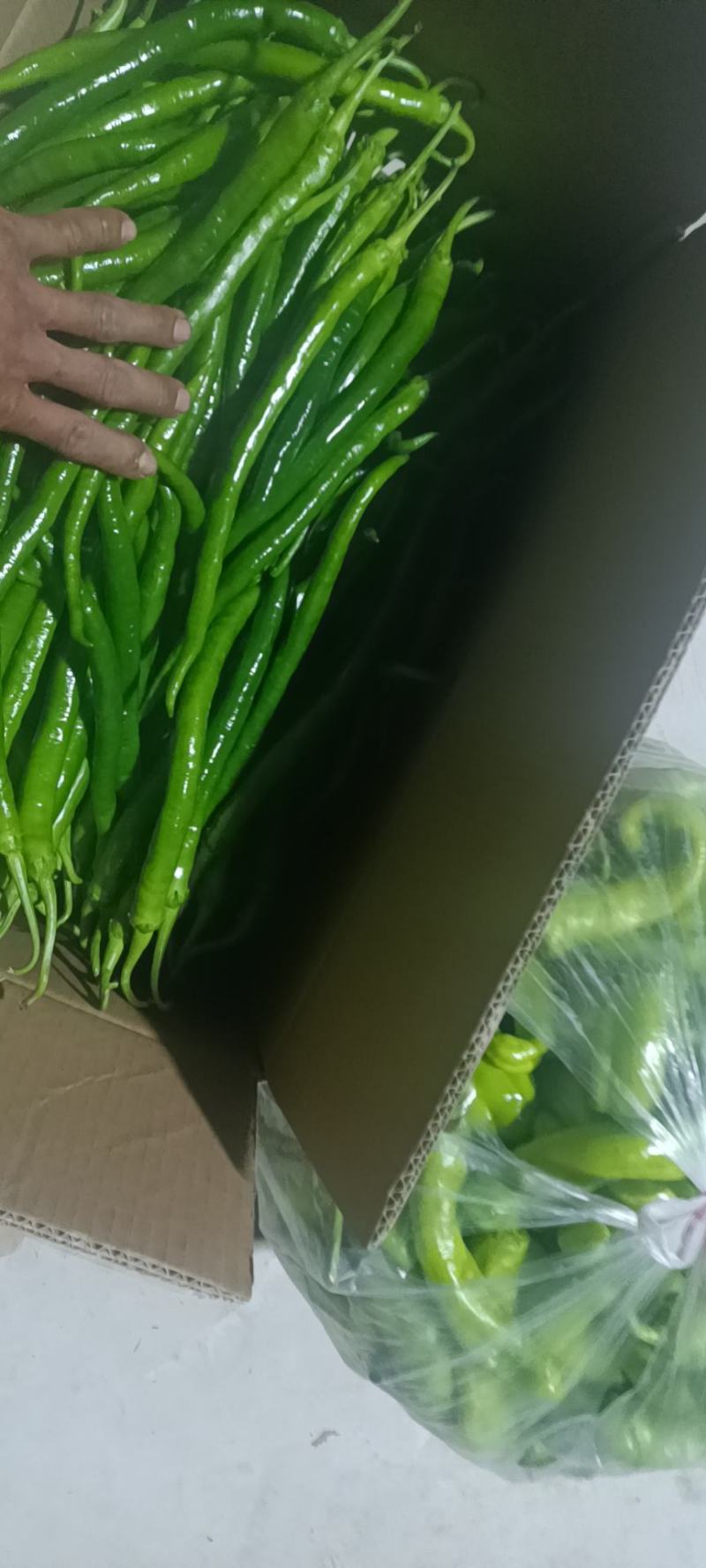 黄皮尖椒电商货，福建诏安基地新鲜直发量大！一手货源，优惠