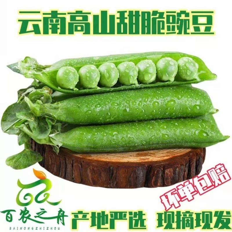云南豌豆长寿仁豌豆，水果豌豆甜脆豌豆基地直供欢迎订购