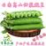 云南水果豌豆长寿豌豆甜脆豌豆大量上市欢迎订购