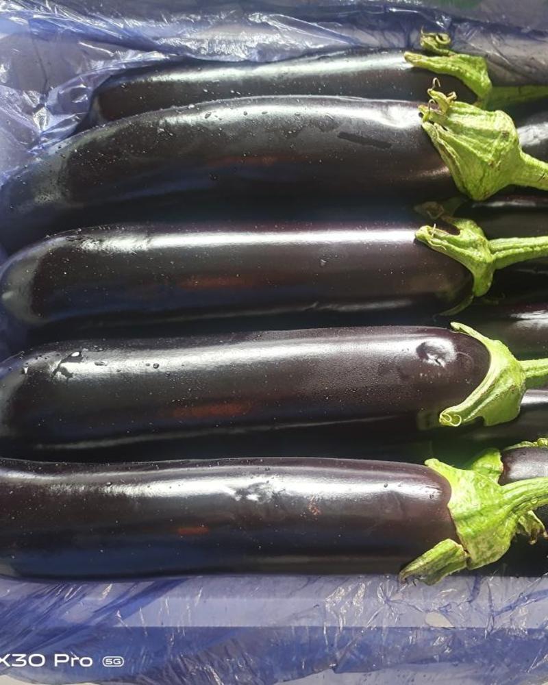山东茄子，寿光茄子，新茬绿把长茄大量上市品质保证