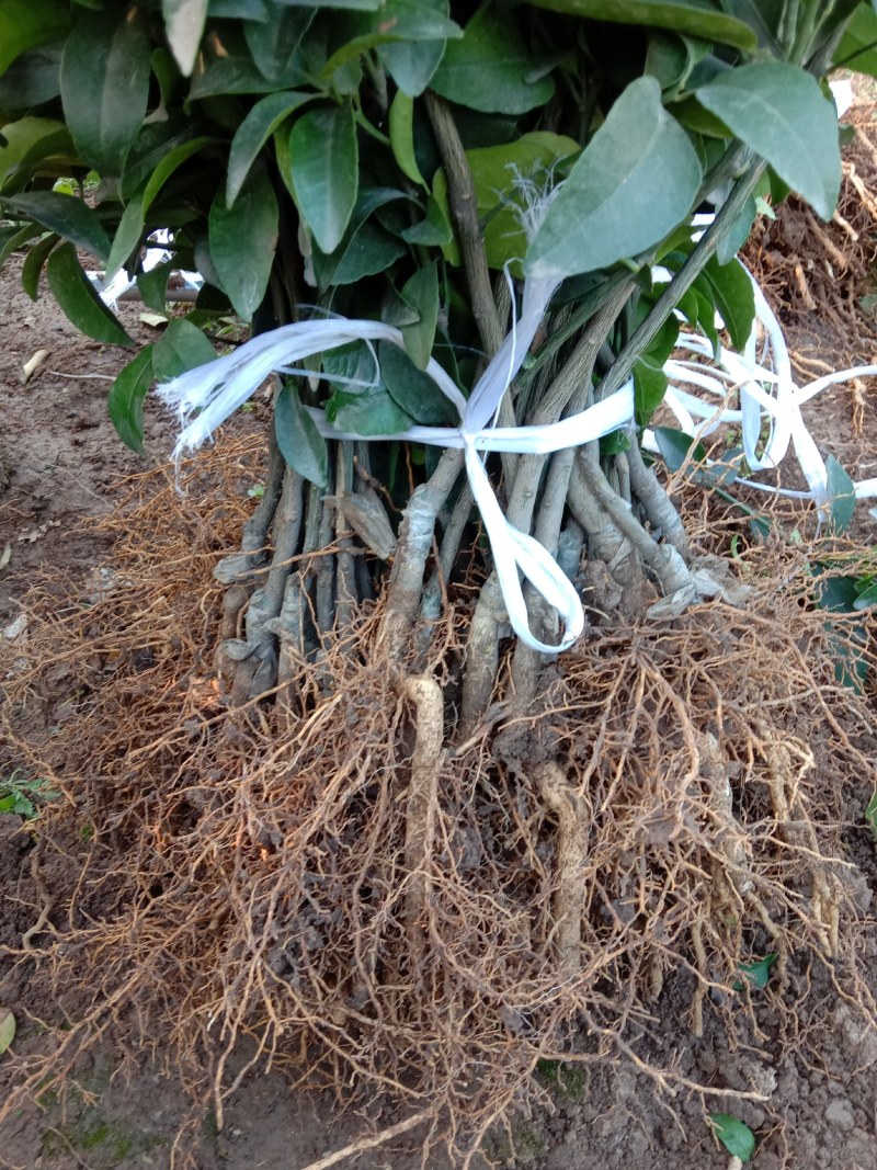 沙糖桔苗，沙糖桔杯苗，砂糖橘苗，砂糖橘树苗，无核砂糖桔苗