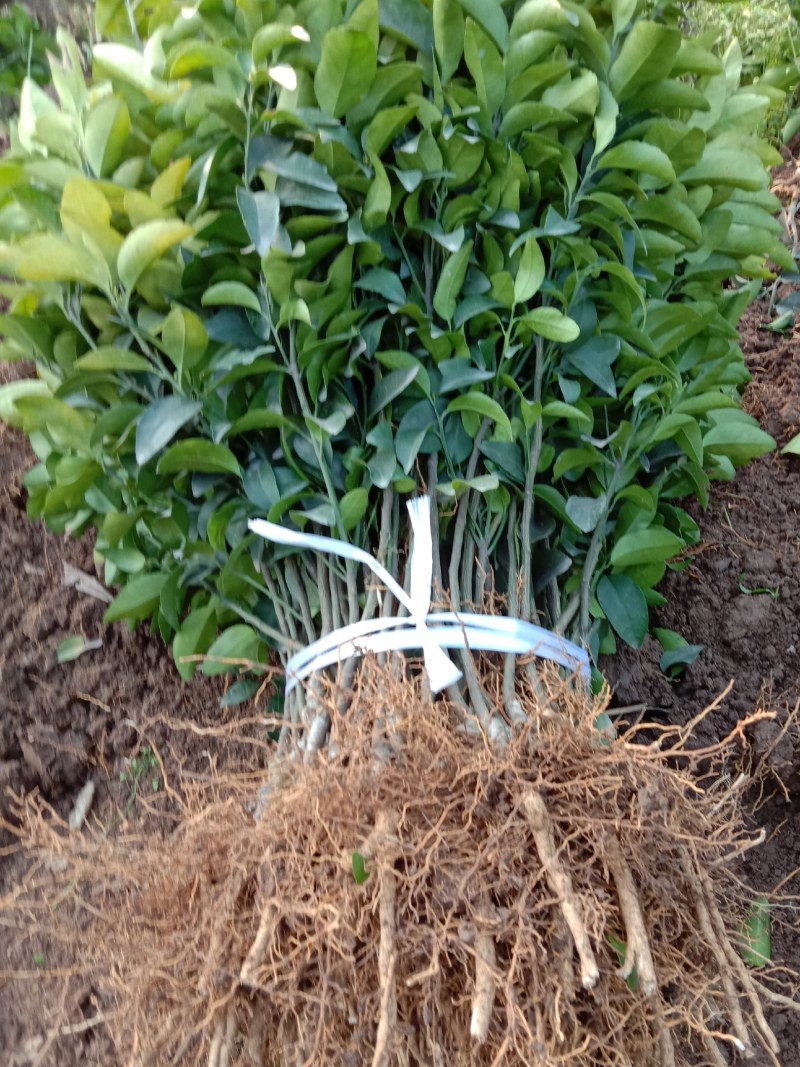 沙糖桔苗，沙糖桔杯苗，砂糖橘苗，砂糖橘树苗，无核砂糖桔苗