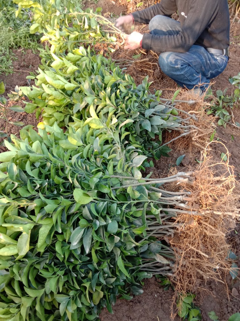 沙糖桔苗，沙糖桔杯苗，砂糖橘苗，砂糖橘树苗，无核砂糖桔苗