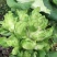 四川基地大量供应儿菜，抱儿菜，娃娃菜，小心儿菜，大心儿菜