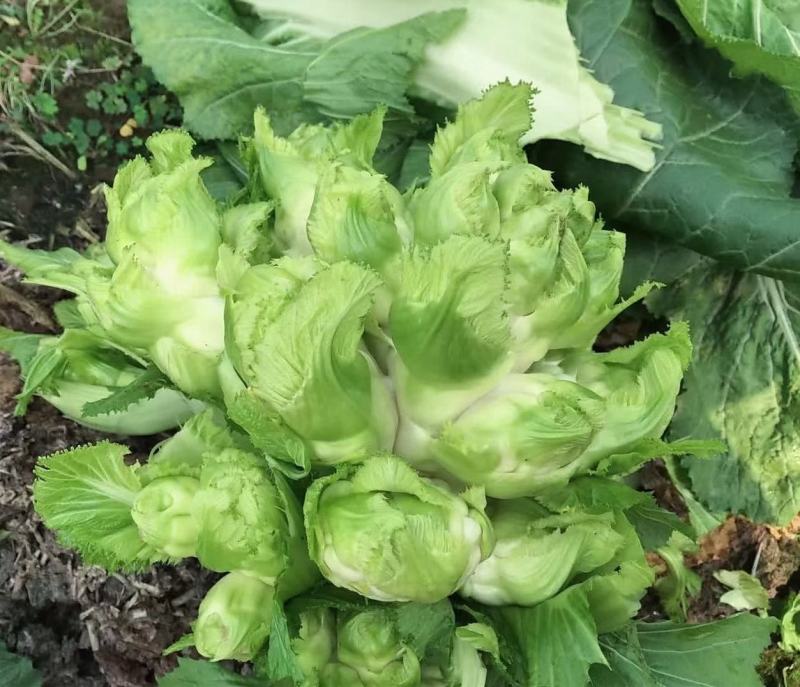 四川基地大量供应儿菜，抱儿菜，娃娃菜，小心儿菜，大心儿菜