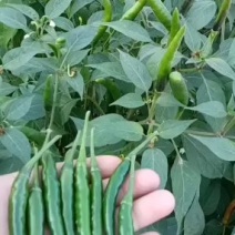 青米椒小米椒朝天椒辣椒