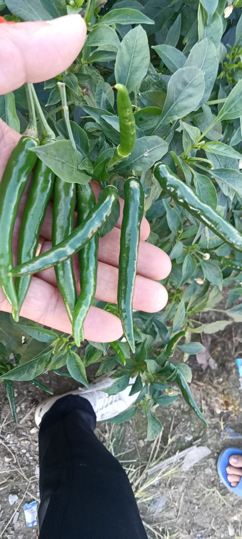 青米椒小米椒朝天椒辣椒