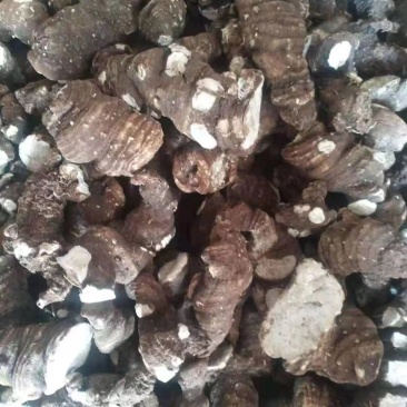 重楼，精品重楼，个大饱满品质保证，货源充足，量大从优