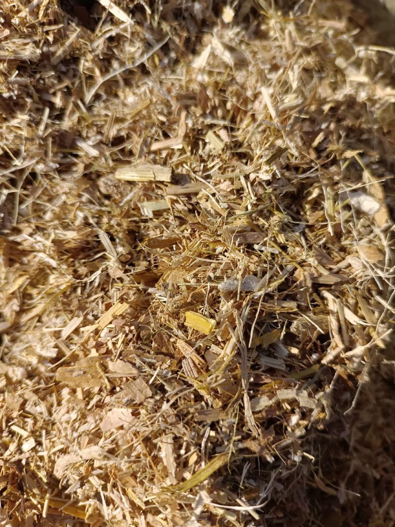 干玉米秸秆揉丝草粉、铡段压块，风选除尘水分安全过夏