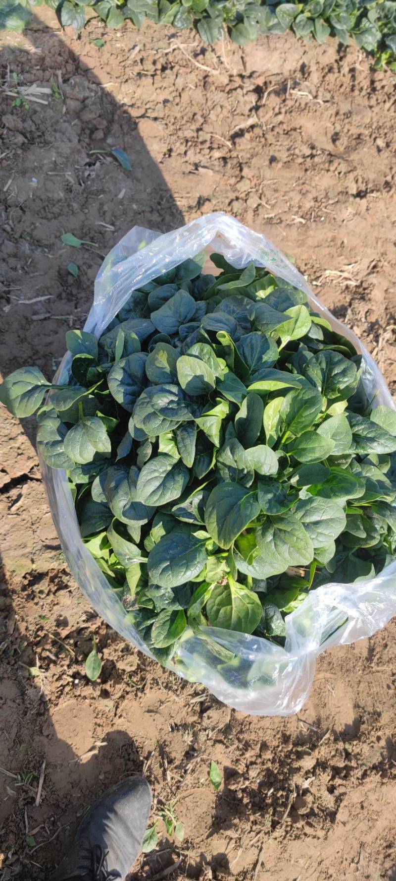 进口精品大叶圆叶短杆趴地菠菜，质量自己看，手工很好