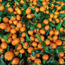 广西桂林砂糖橘大量有货