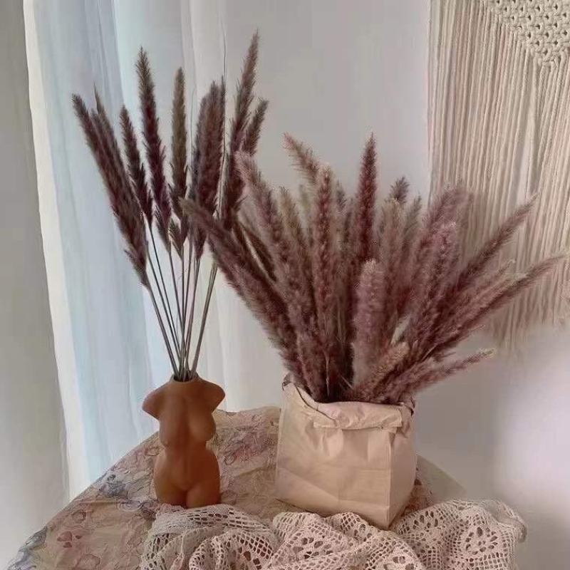 芦苇干花